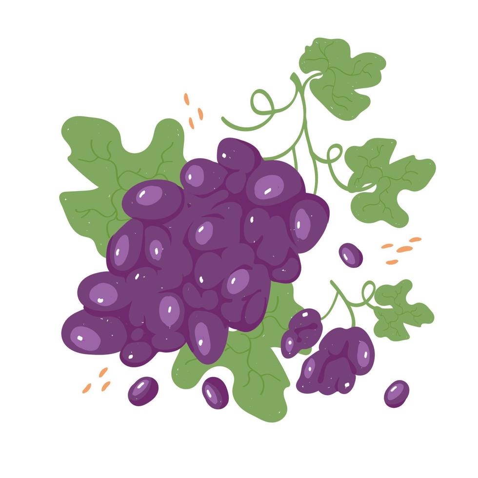 Modern purple grapes in hand drawn style. Vector illustration