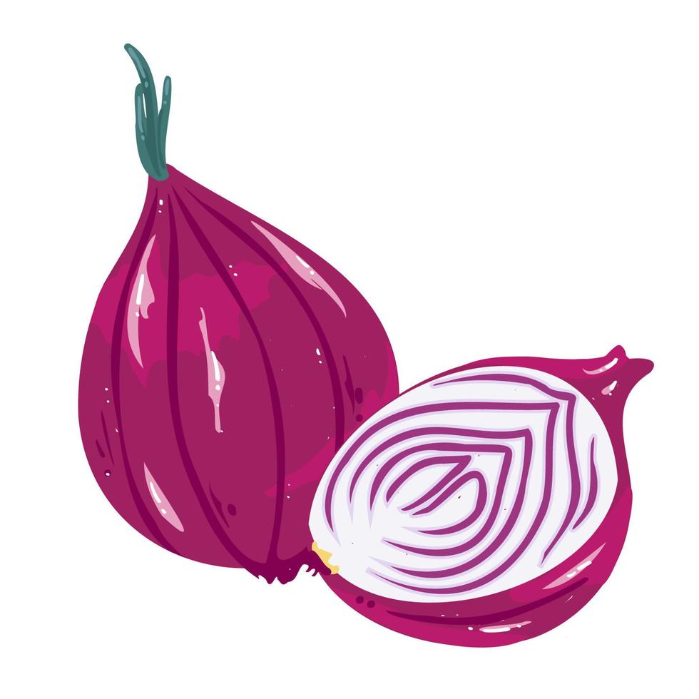 Modern onion in hand drawn style. Vector illustration