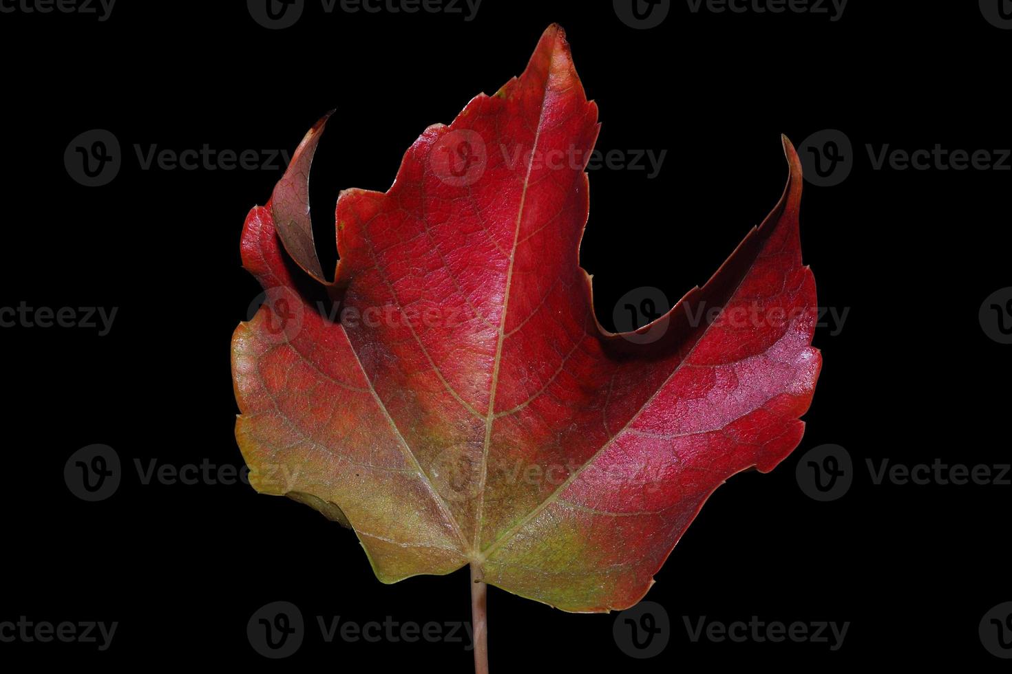 large autumn leave photo