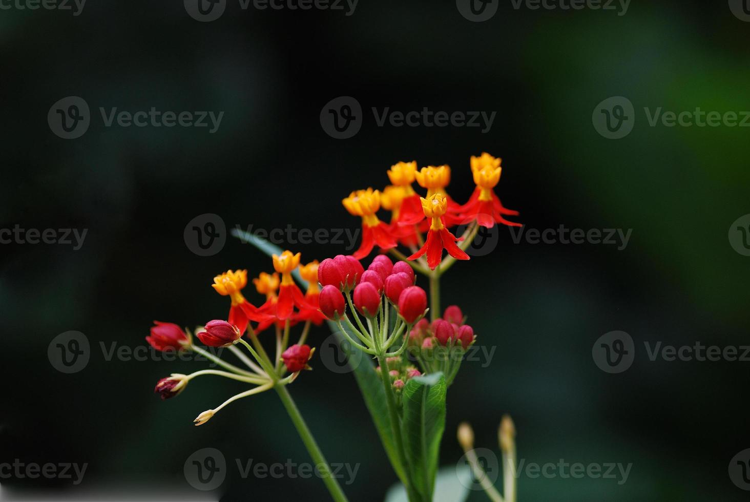 flower of the rain forest photo