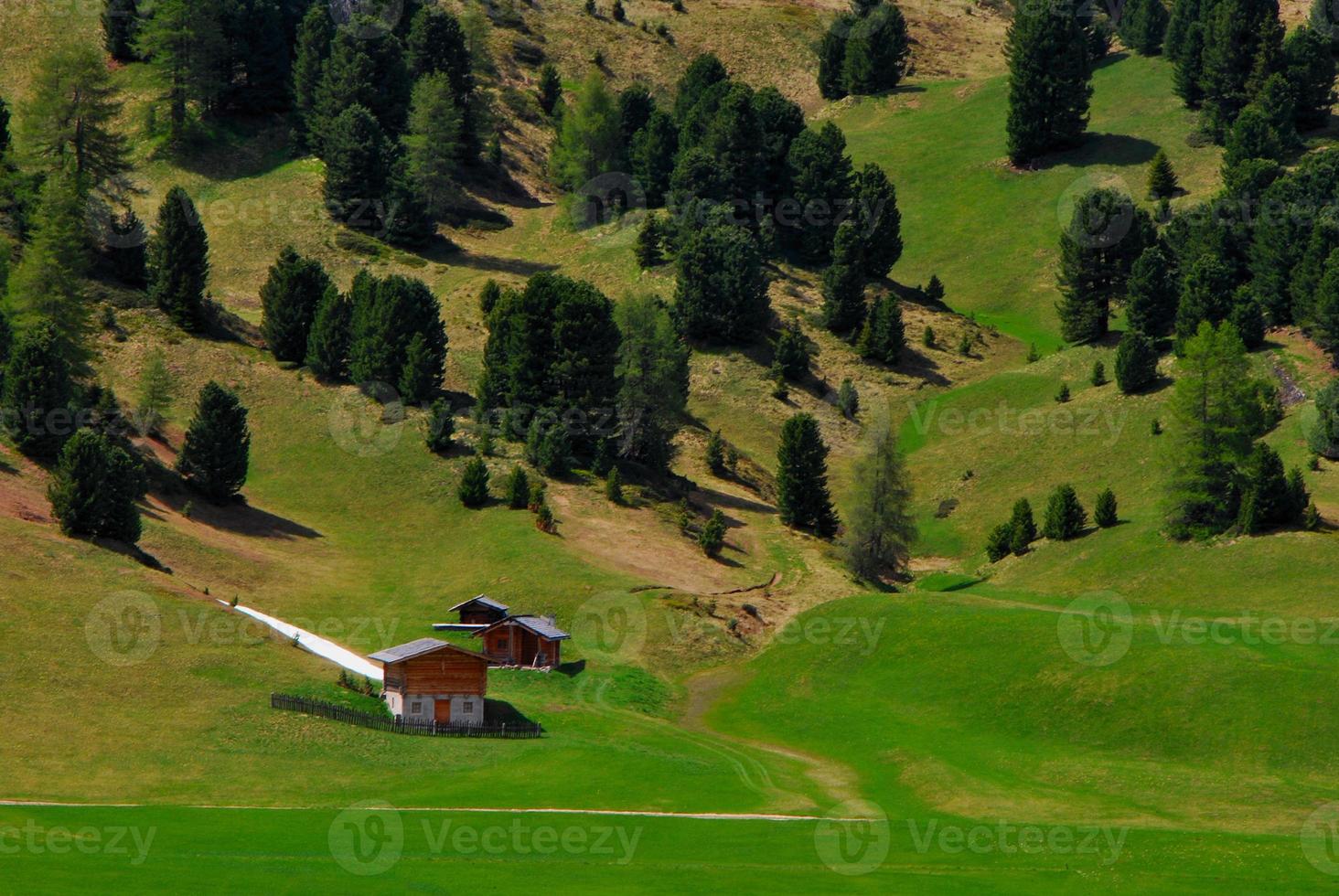 green landscape in the summer photo