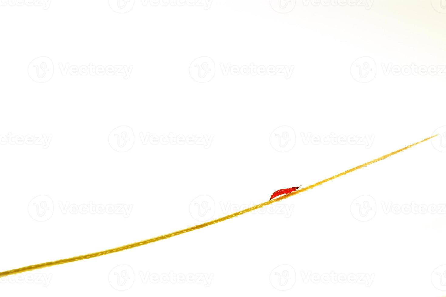 red beetle crawls photo