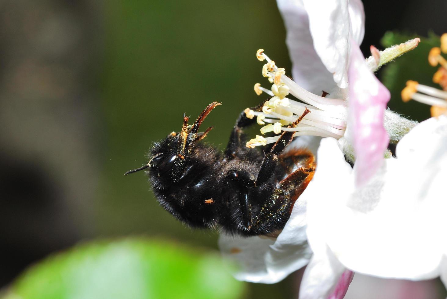 bumblebee with pollen photo