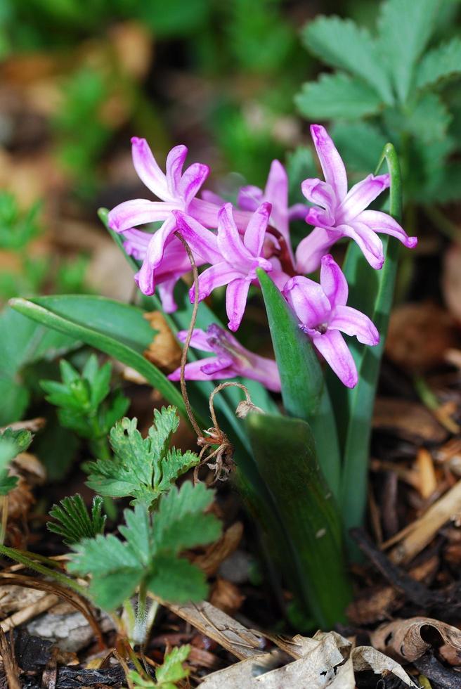 hyacinth lilac detail view photo