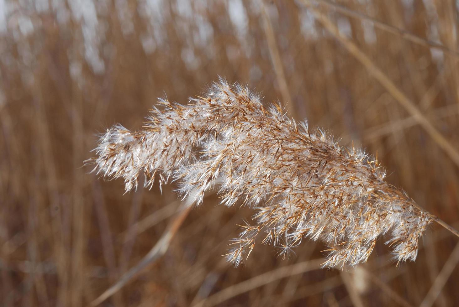 reed close up view photo