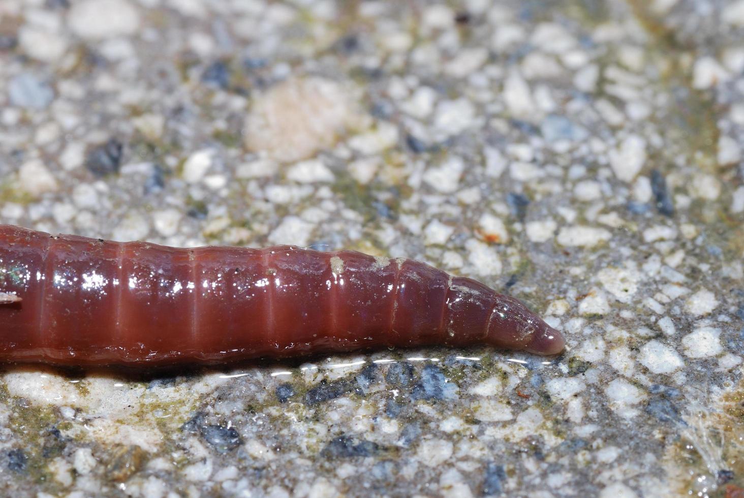 earthworm detail view photo
