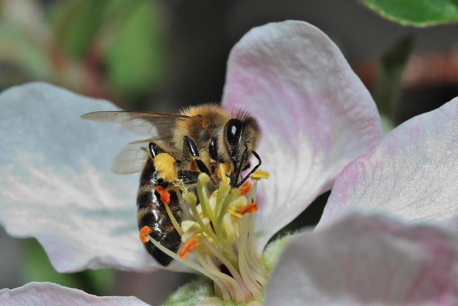 bee sucks flower photo