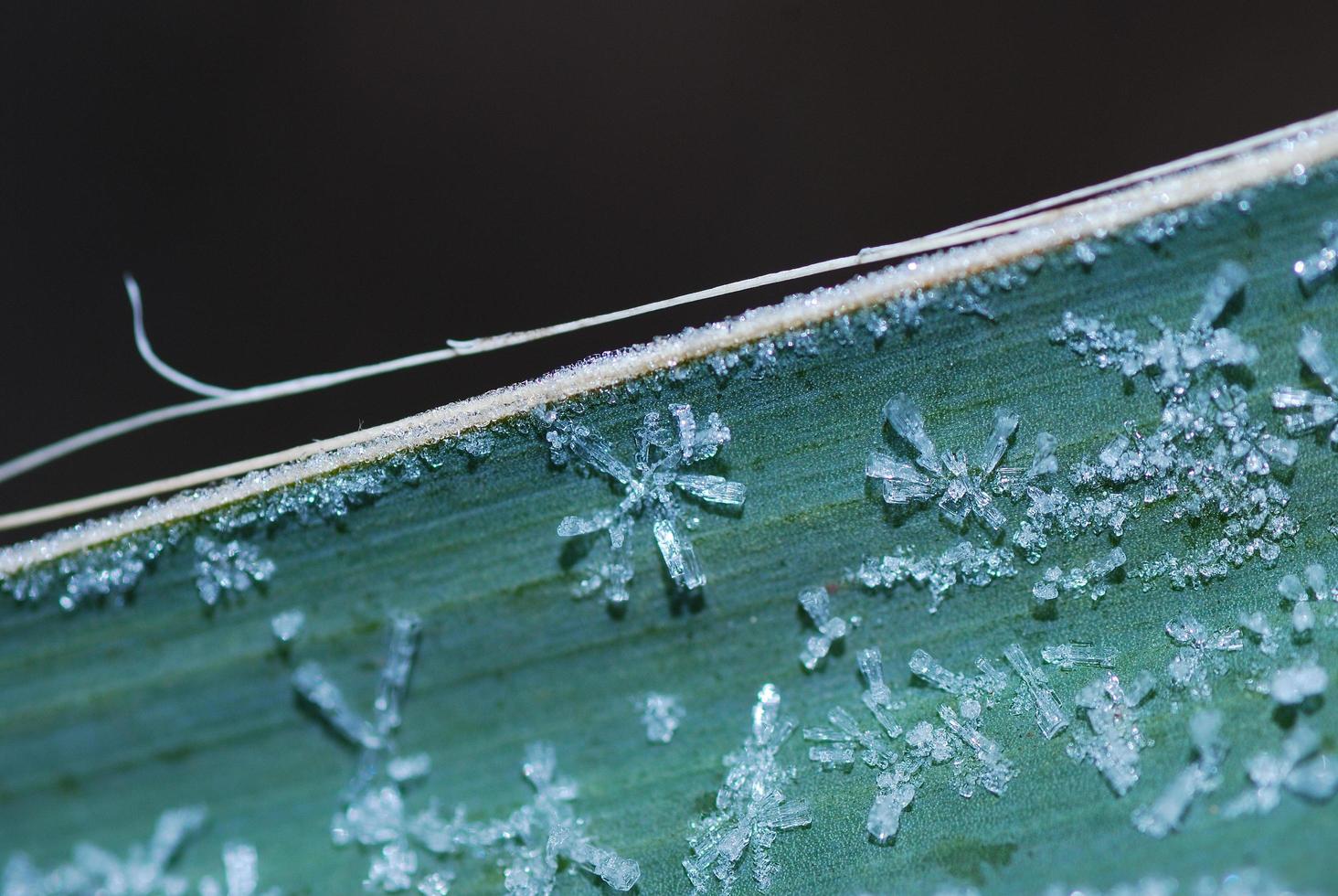 cristales de hielo en la hoja foto