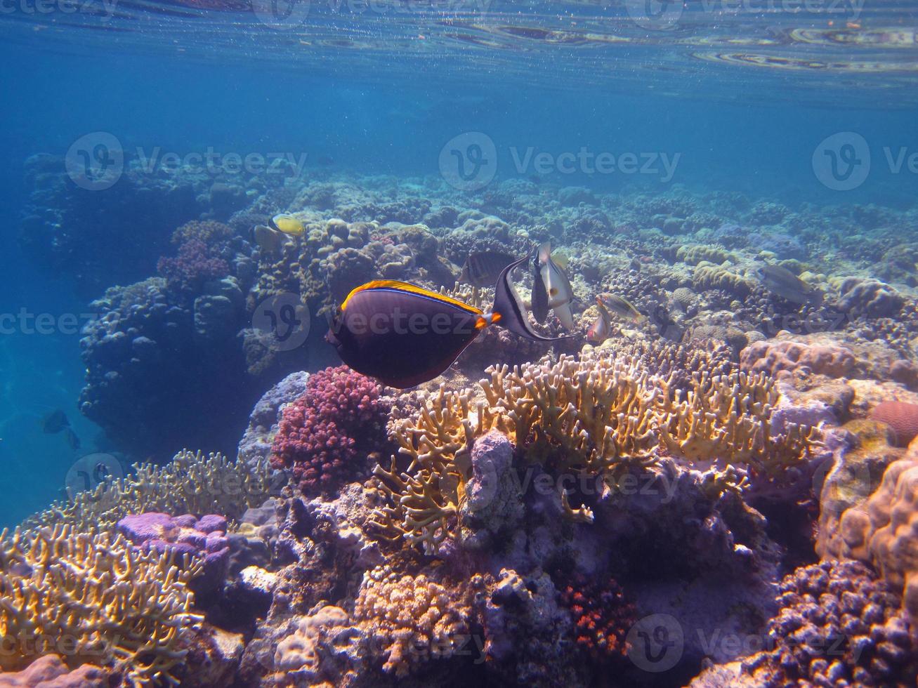 coral en el mar rojo foto