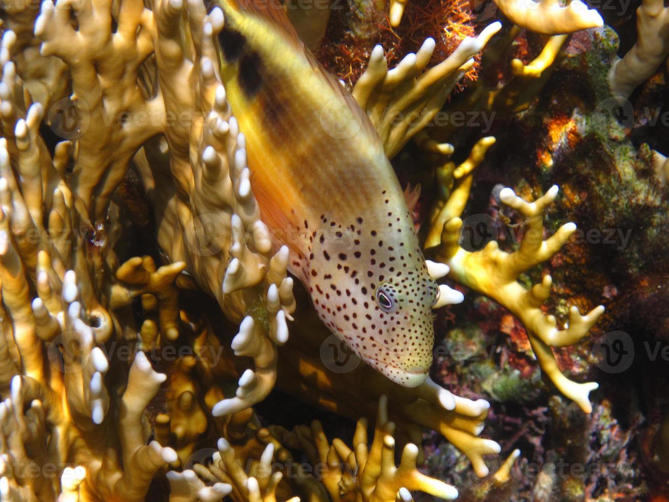 pescado con mucho punto foto