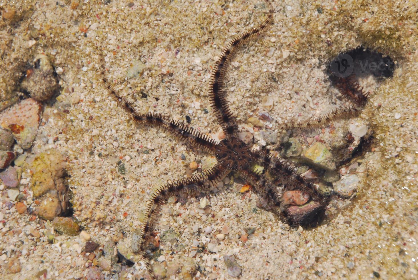 estrella de mar en el fondo del mar foto