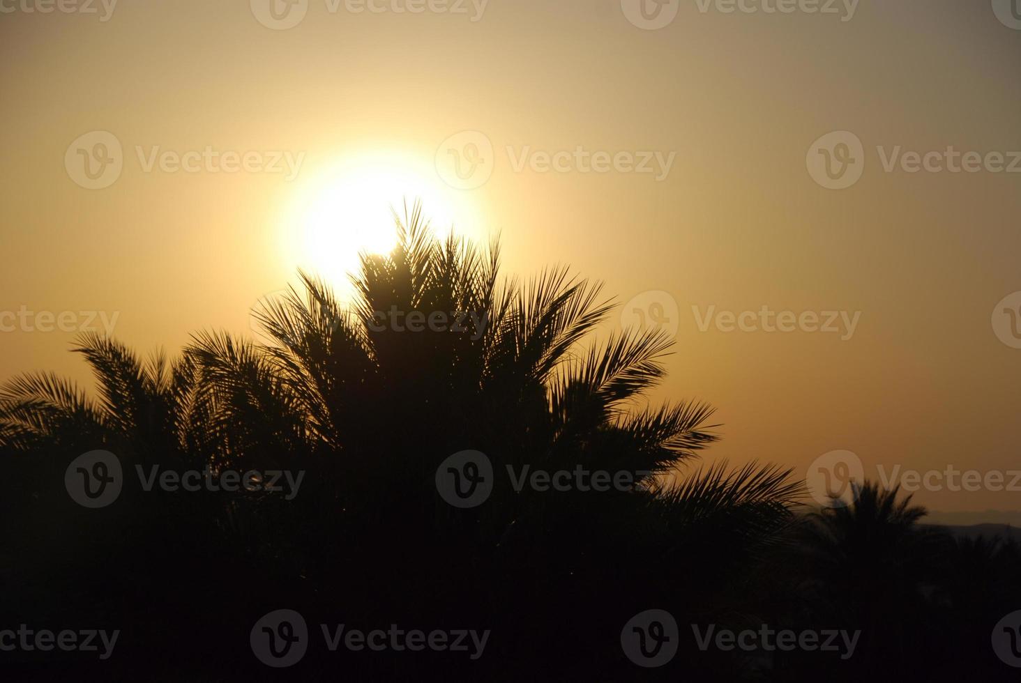 sunset with palm tree photo