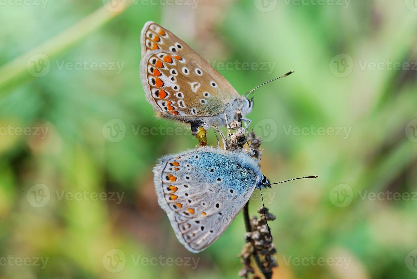 two blue butterfly in the summer photo