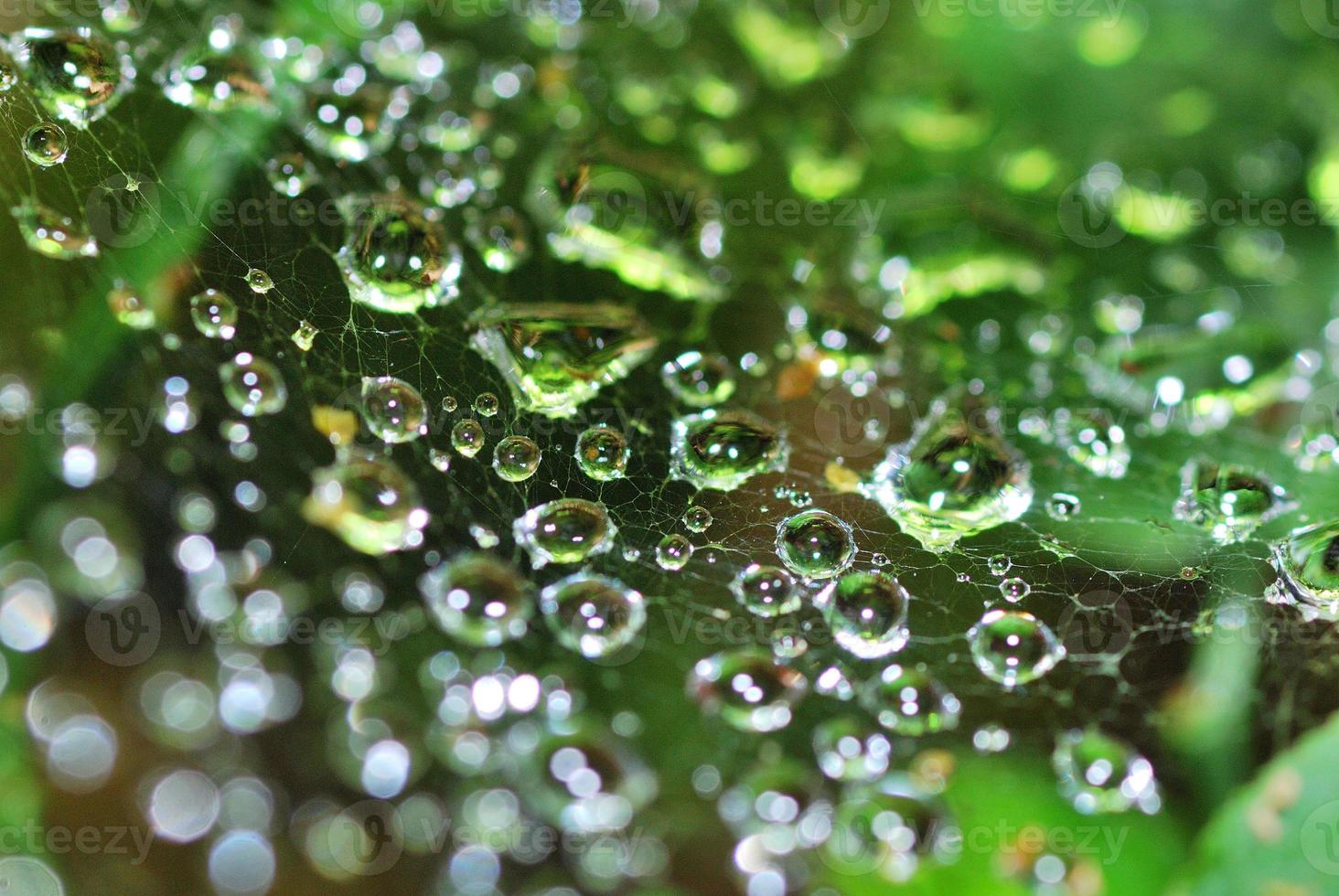 water droplets in the cobweb photo