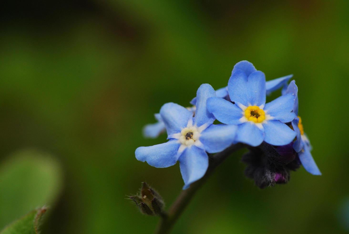 forget me not flower photo