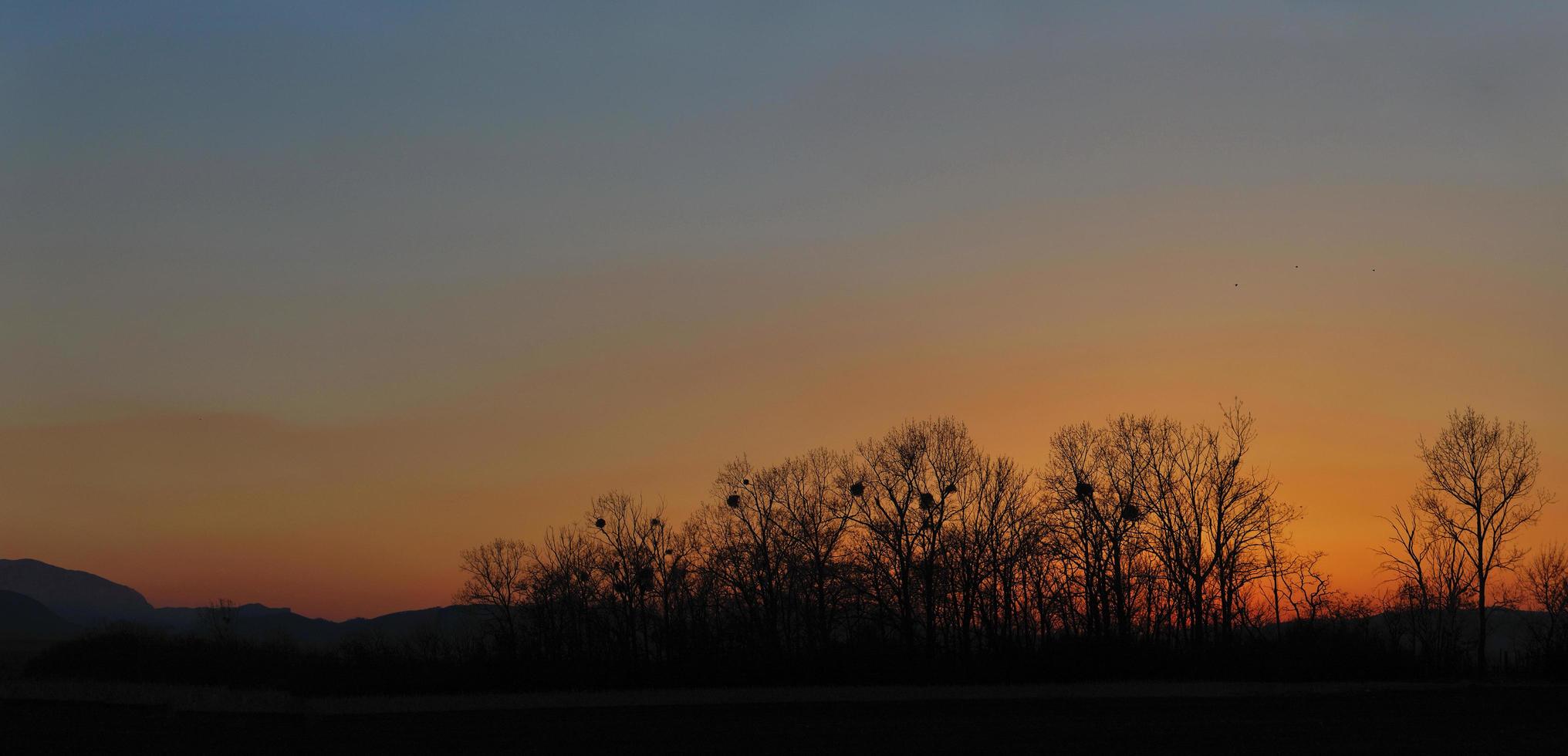 panorama de puesta de sol de árboles foto