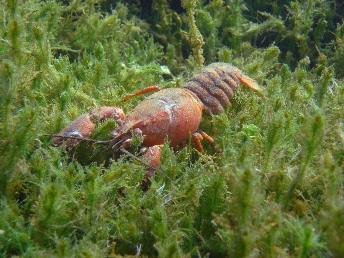 big red crayfish in the seagrass in summer photo