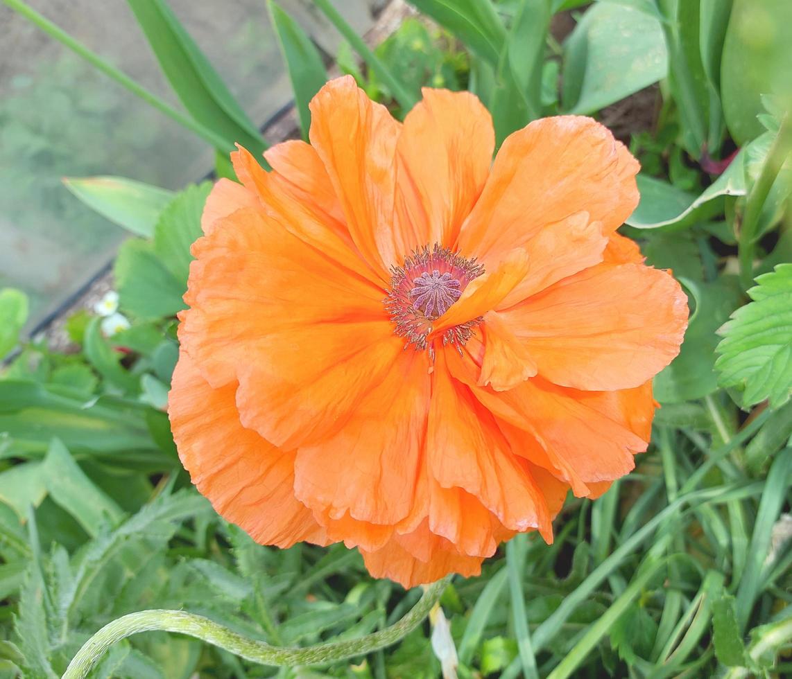 red poppy blooms in the garden. spring summer flowers. photo