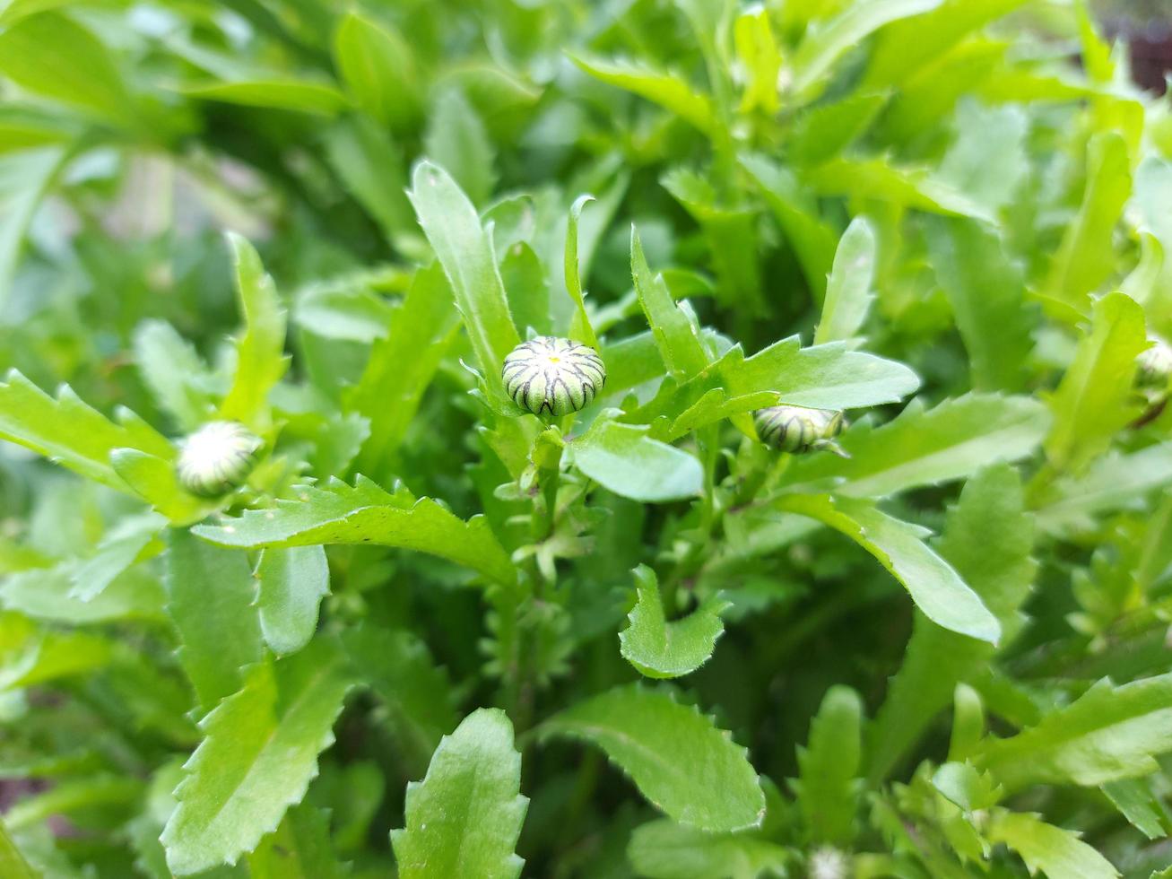 chamomile green leaves and buds are ready to bloom in the spring in the garden. blooming flowers, plants. photo
