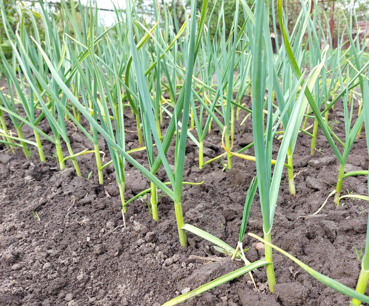 garlic grows in the vegetable garden. agricultural beds, gardening, green leaves. photo