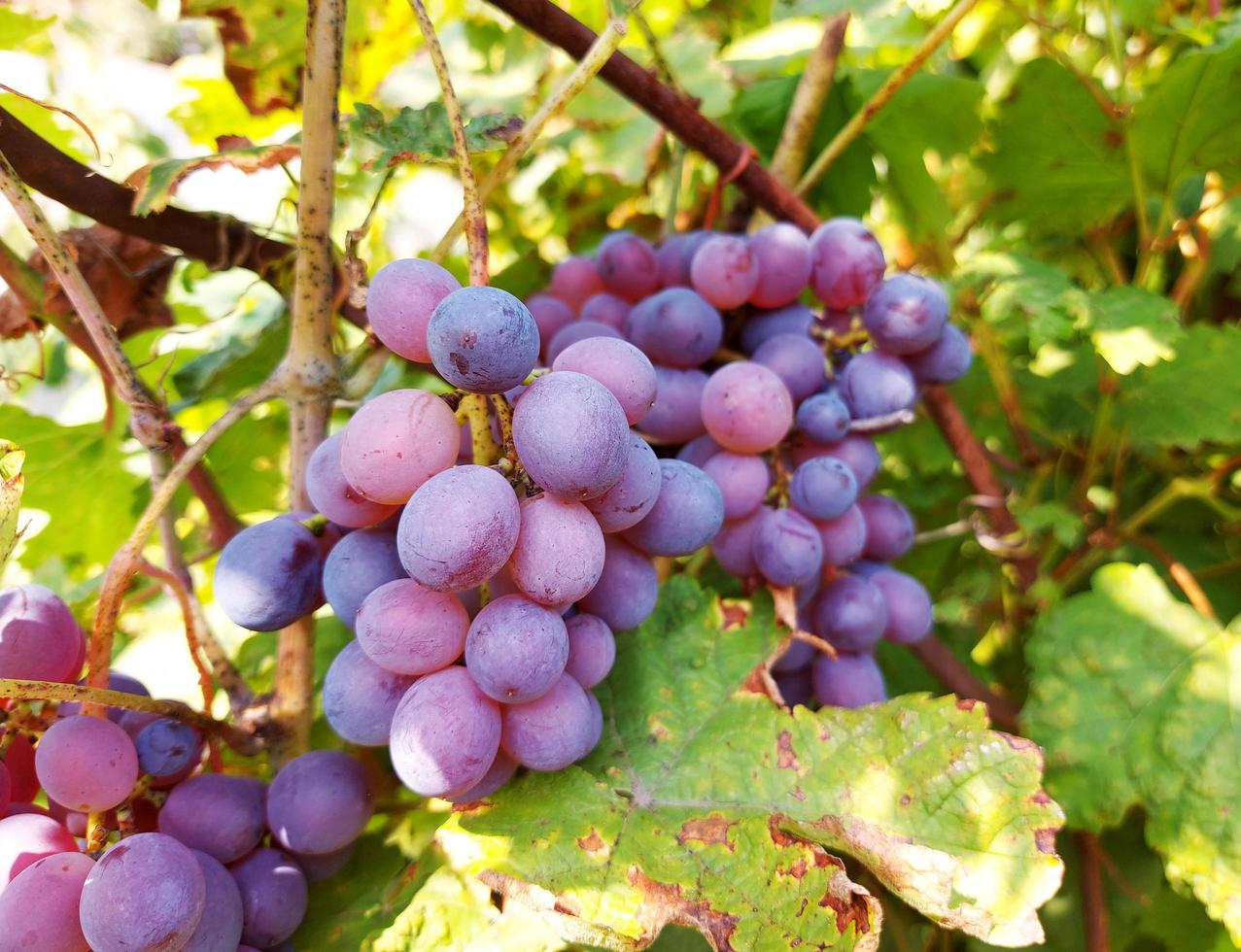 un racimo de uvas entre las hojas crece en el jardín. la cosecha está madura. jardinería, cultivo, viña. foto