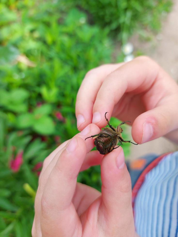 el niño sostiene un chafer en la palma de su mano. el niño explora la naturaleza, atrapa insectos. infancia, aprende el mundo que lo rodea. desarrollo infantil. foto