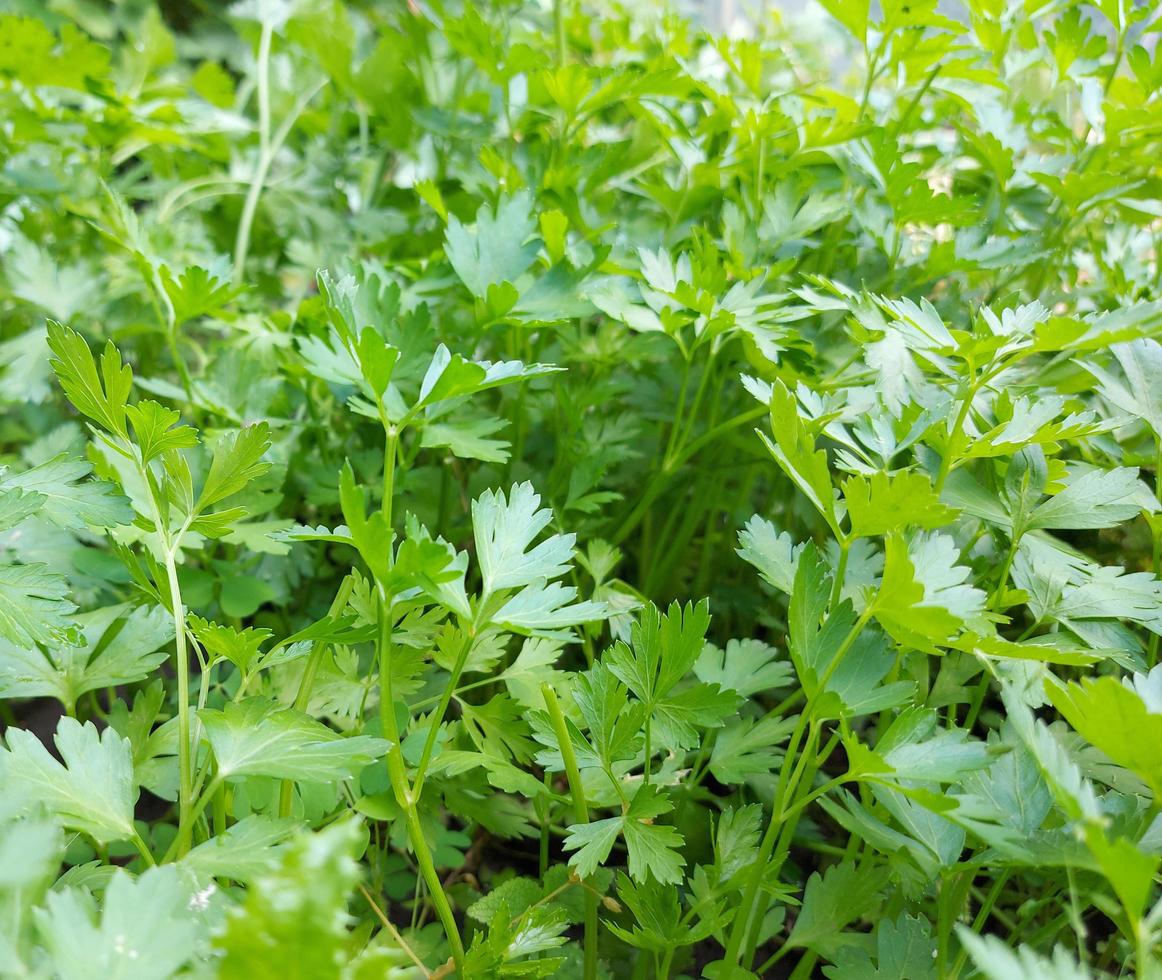 parsley grows in the garden bed. green leaves, greenery. photo