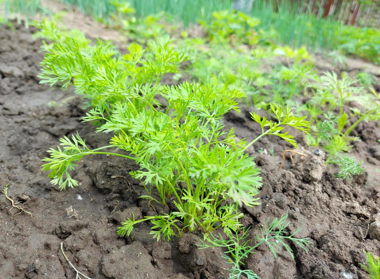 carrot grows in the garden bed. green leaves. photo