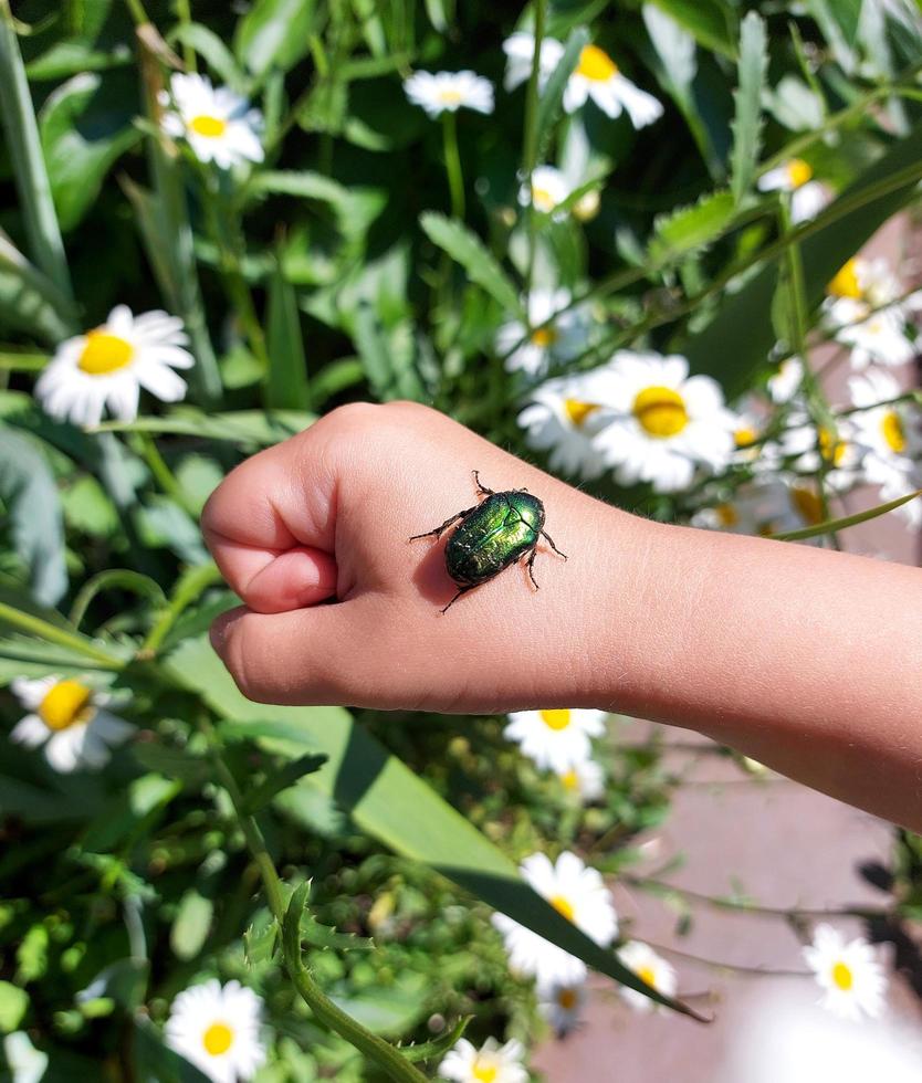 el niño sostiene un chafer en la palma de su mano. el niño explora la naturaleza, atrapa insectos. infancia, aprende el mundo que lo rodea. desarrollo infantil. foto