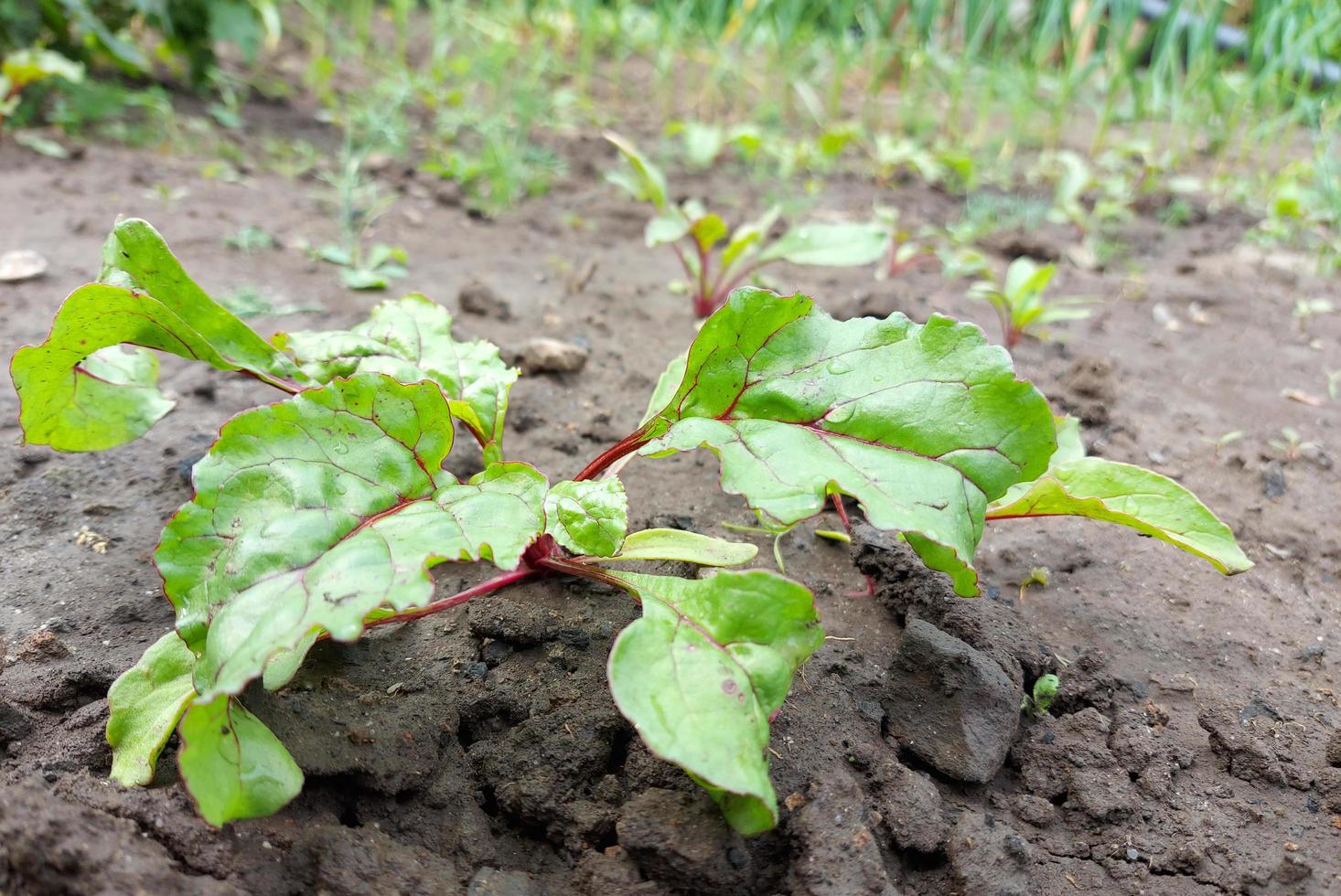 beets growing in the garden bed. colorful leaves, harvest, summer, gardening, vegetables, farm. photo