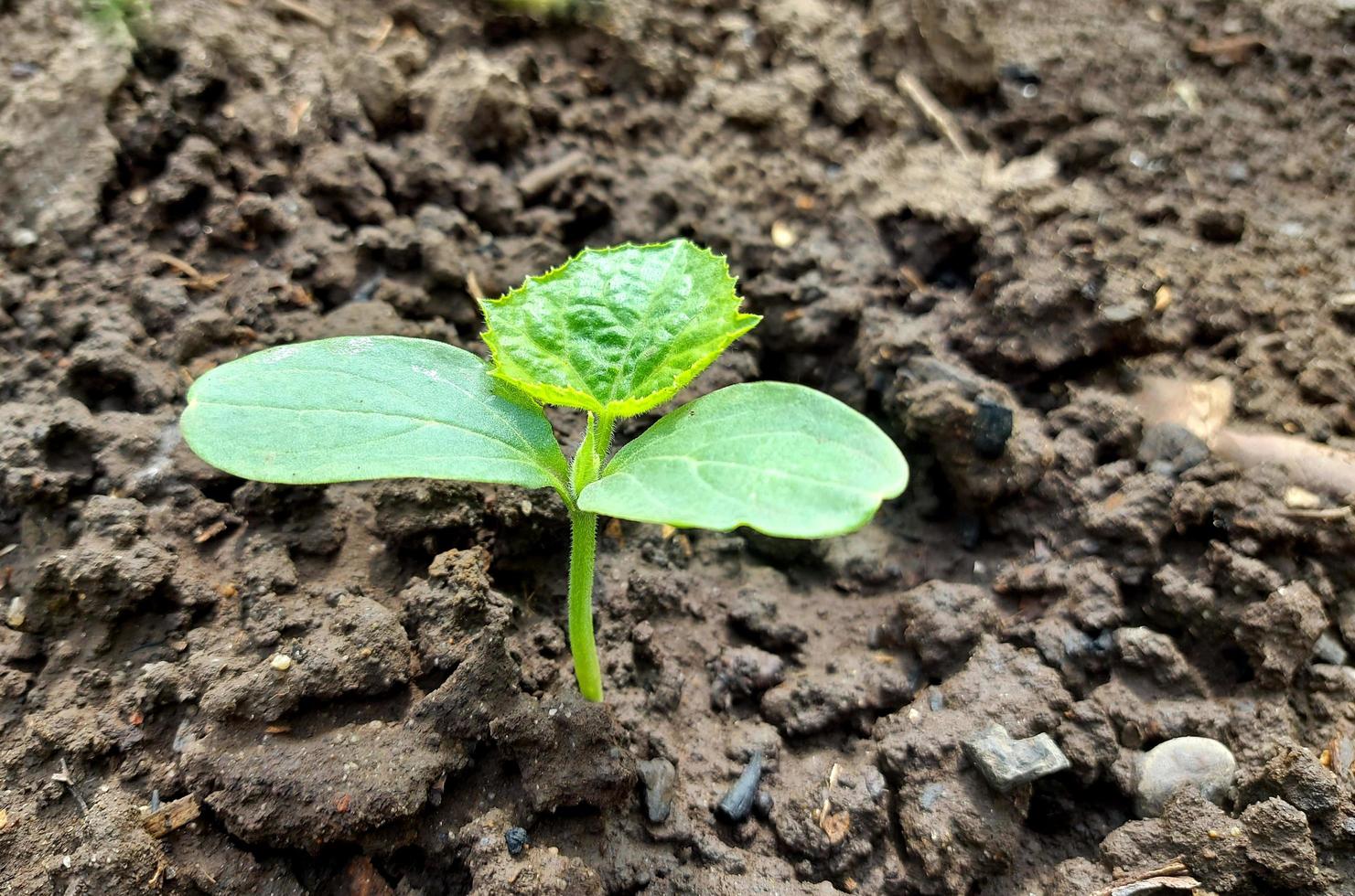 cucumber plant grows in the vegetable garden. a small sprout has sprouted. green leaves. photo