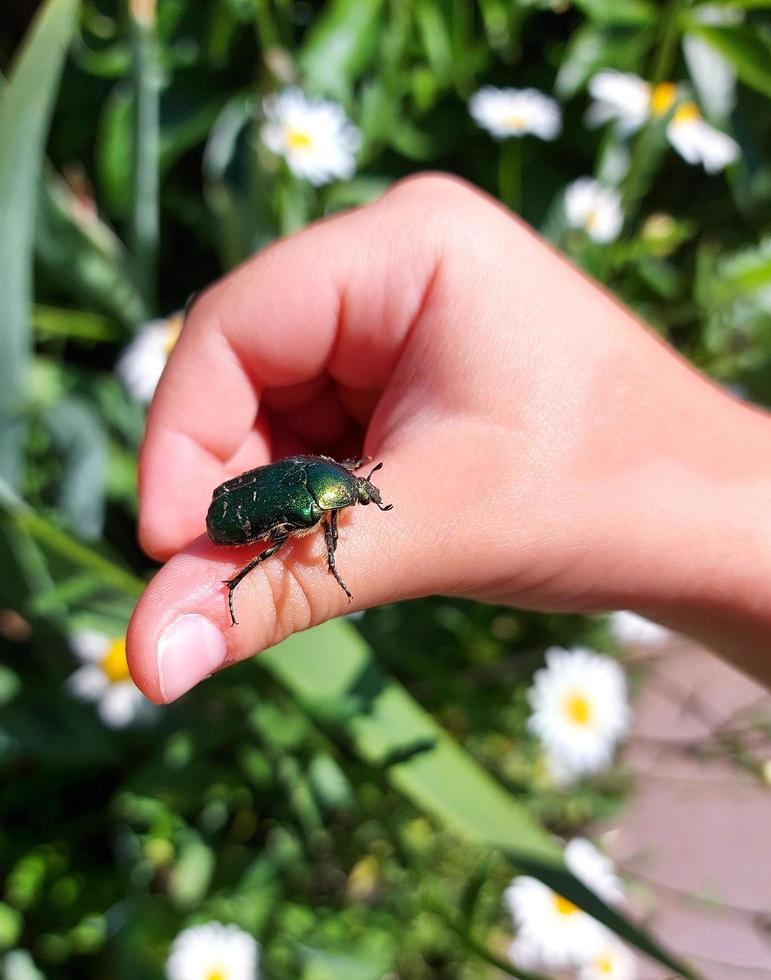 the child holds a Chafer in his palm. the kid explores nature, catches insects. childhood, learns the world around. child development. photo