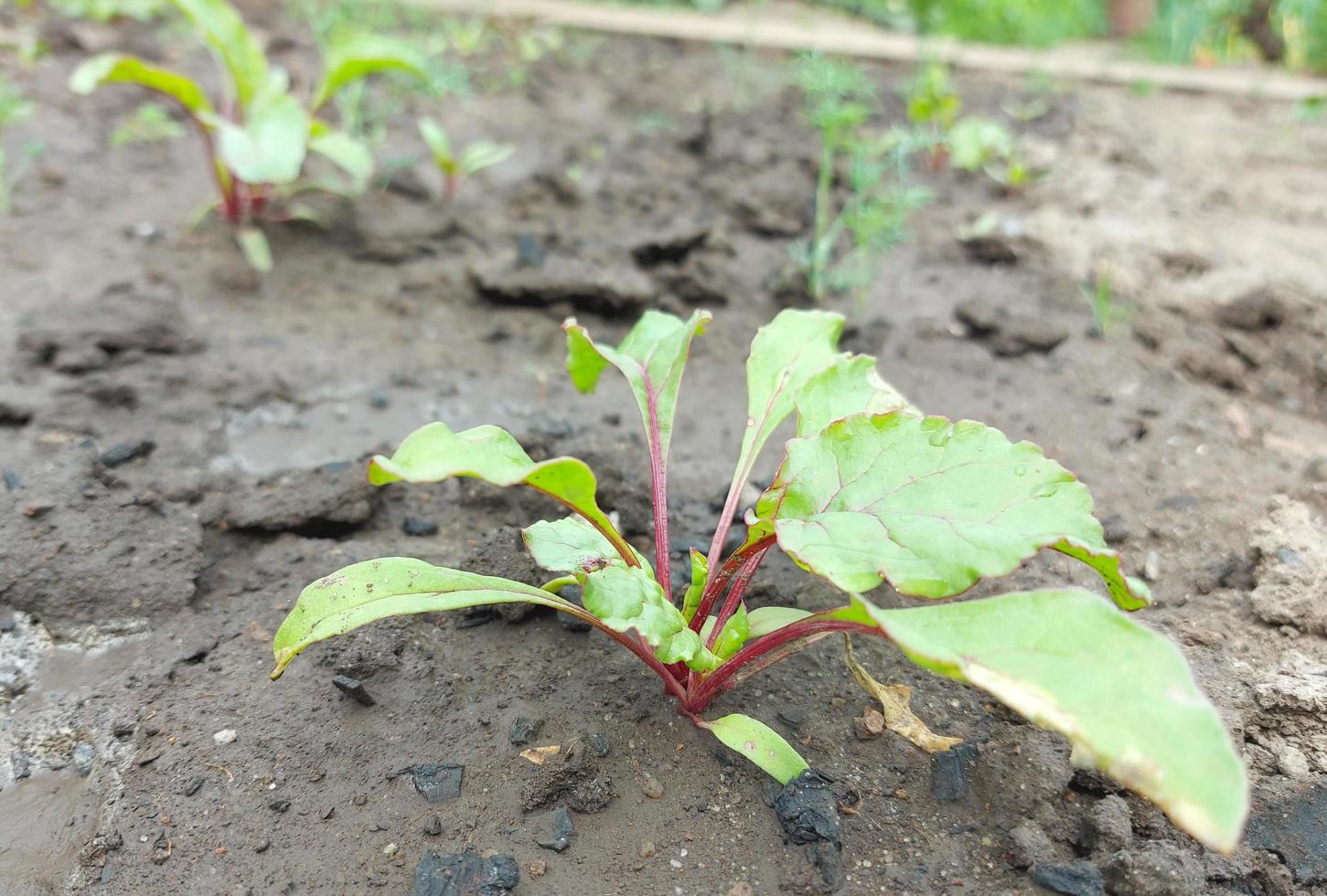 beets growing in the garden bed. colorful leaves, harvest, summer, gardening, vegetables, farm. photo