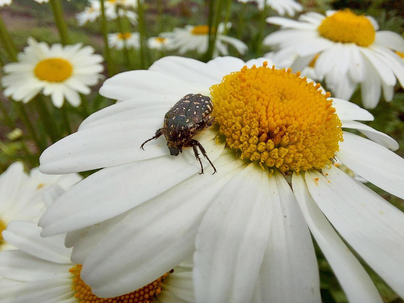 el escarabajo se sienta en una margarita. plaga en las flores del jardín. el insecto se alimenta de polen. foto