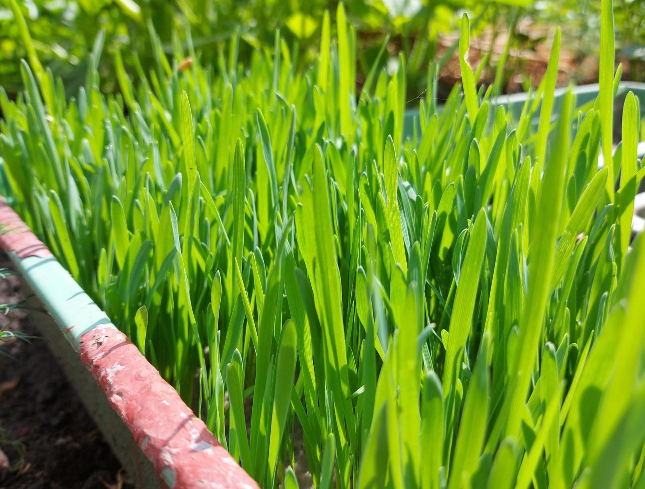 wheat germ sprouted in a container. planting green grass. animal feed. photo