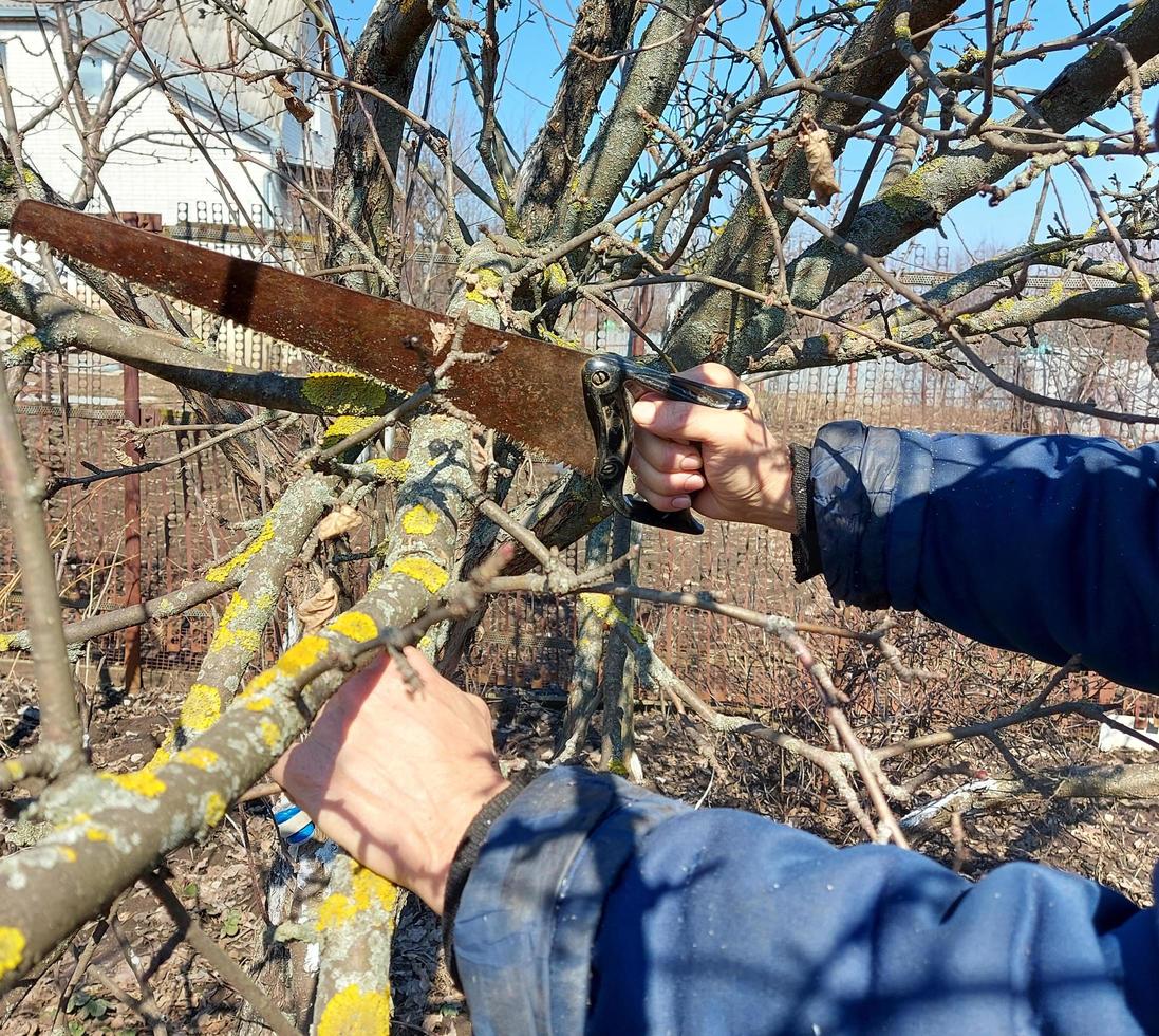 a man cuts a tree branch with a saw in the garden. spring pruning. gardening. removal of damaged plants. photo