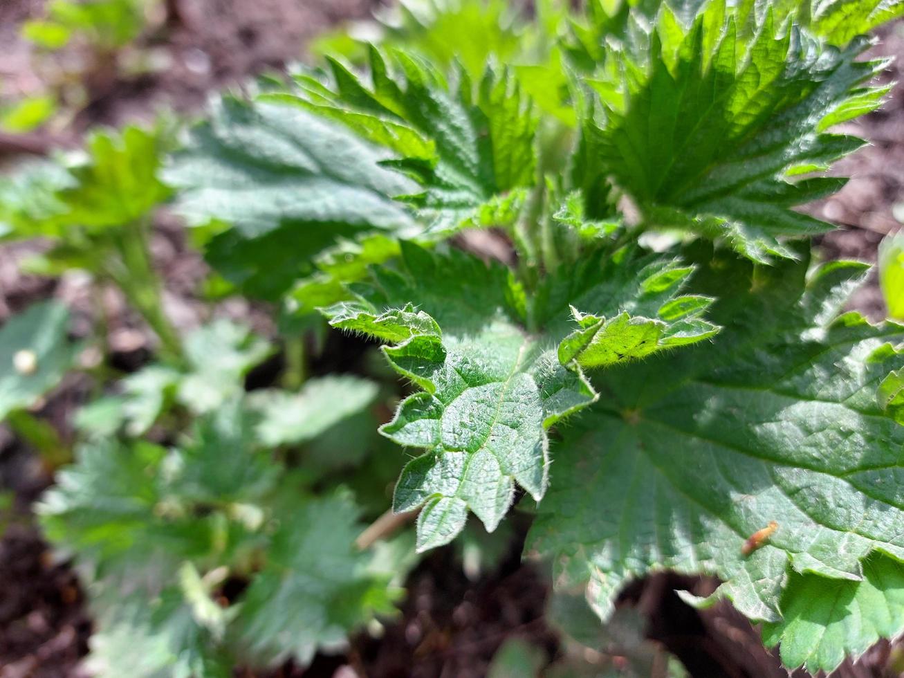 las hojas de ortiga verde crecen en primavera en el jardín. horticultura, naturaleza, planta medicinal. foto