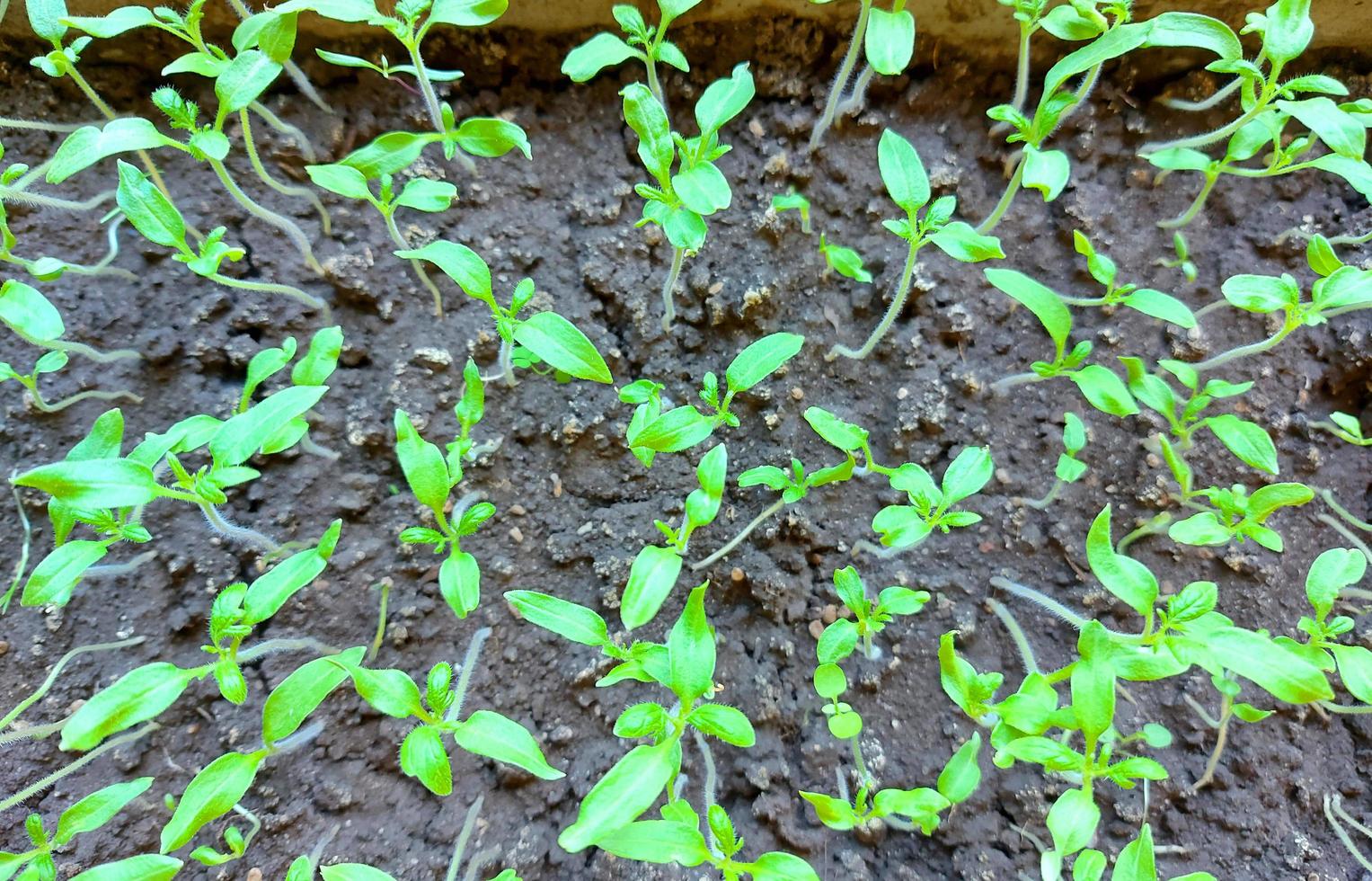 seedlings of tomato. top view. home gardening. plants. photo