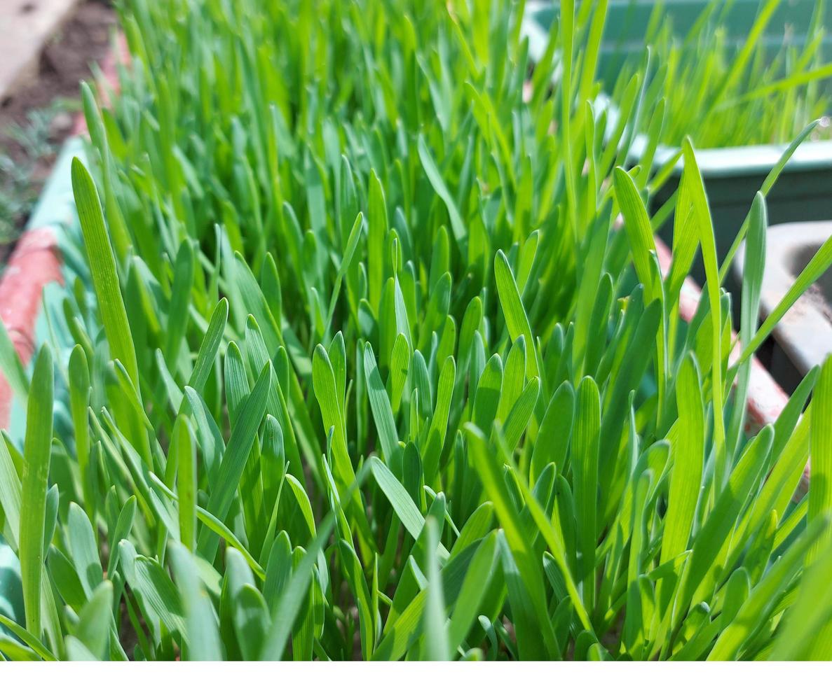 wheat germ sprouted in a container. planting green grass. animal feed. photo