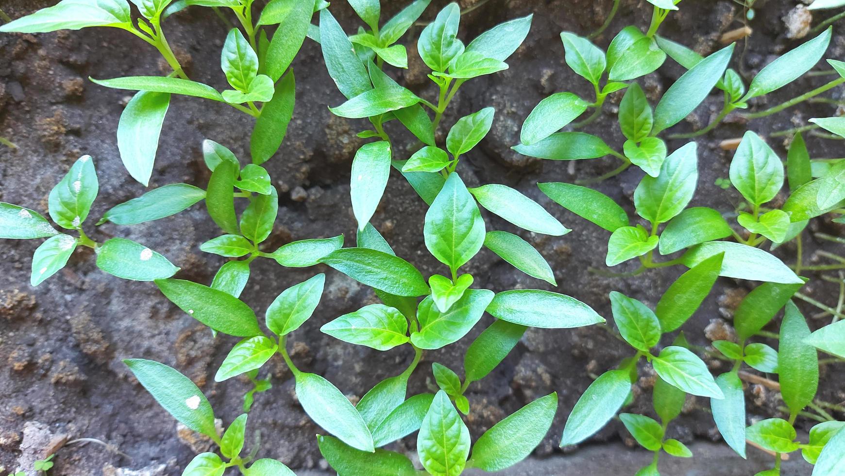seedlings of bell pepper. top view. home gardening. plants. photo