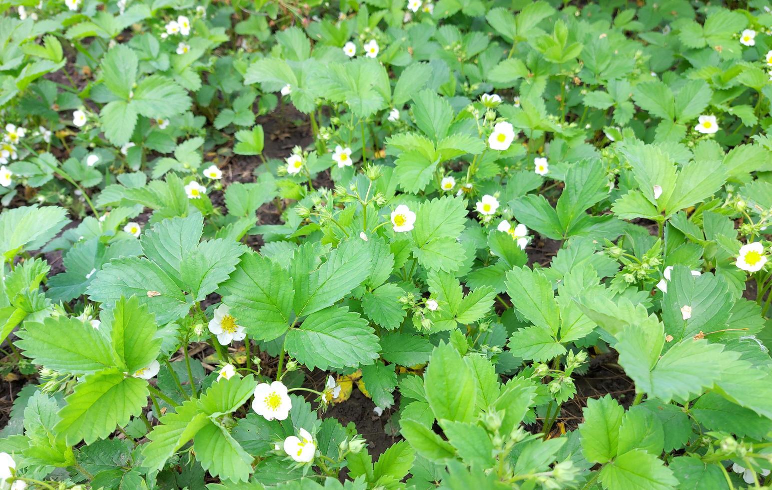 flores de fresa en el huerto. camas de cultivo, jardinería, hojas verdes y flores. foto