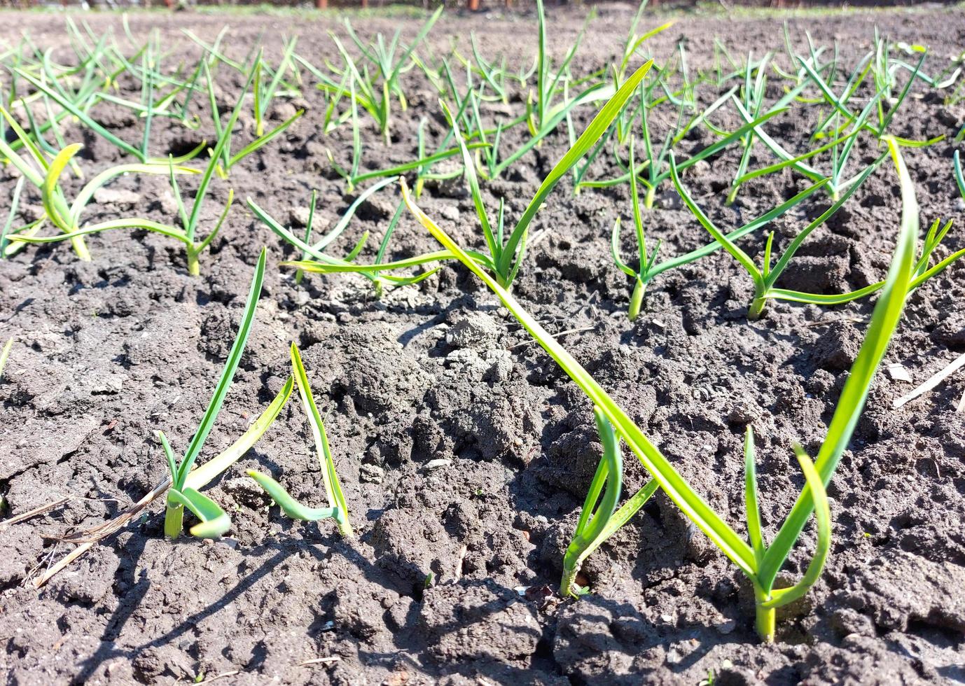 brotes de ajo brotados en la cama del jardín. primavera, día soleado, jardinería. foto