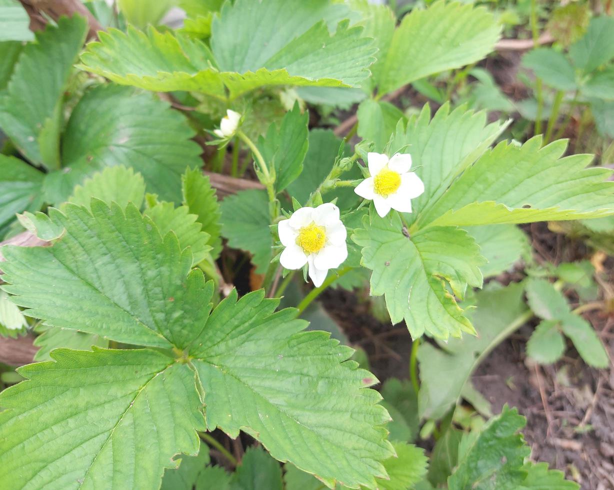 strawberry blossoms in the vegetable garden. crop beds, gardening, green leaves and flowers. photo