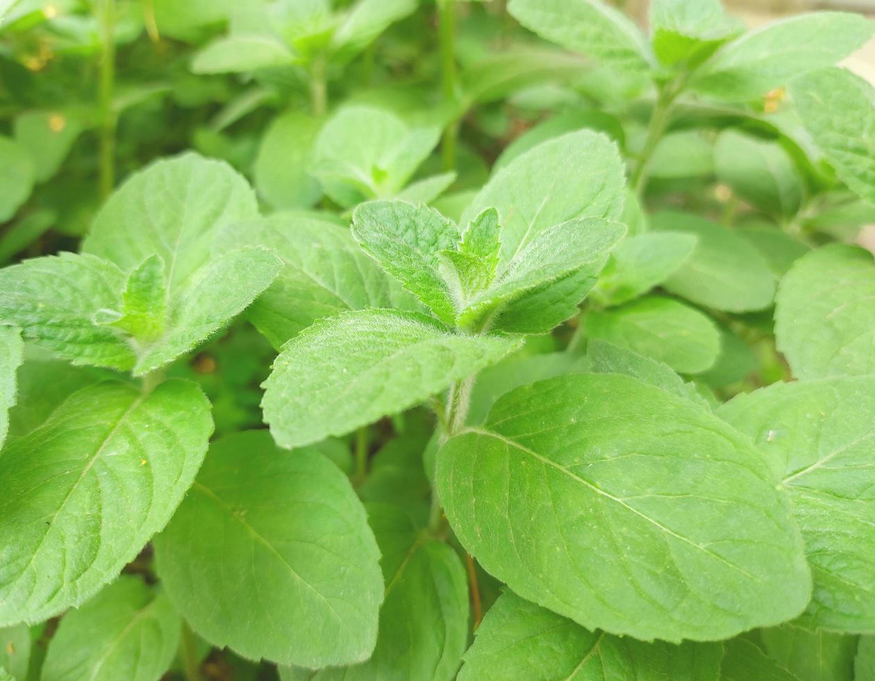 la menta crece en el jardín. hojas verdes. planta medicinal, condimento. foto