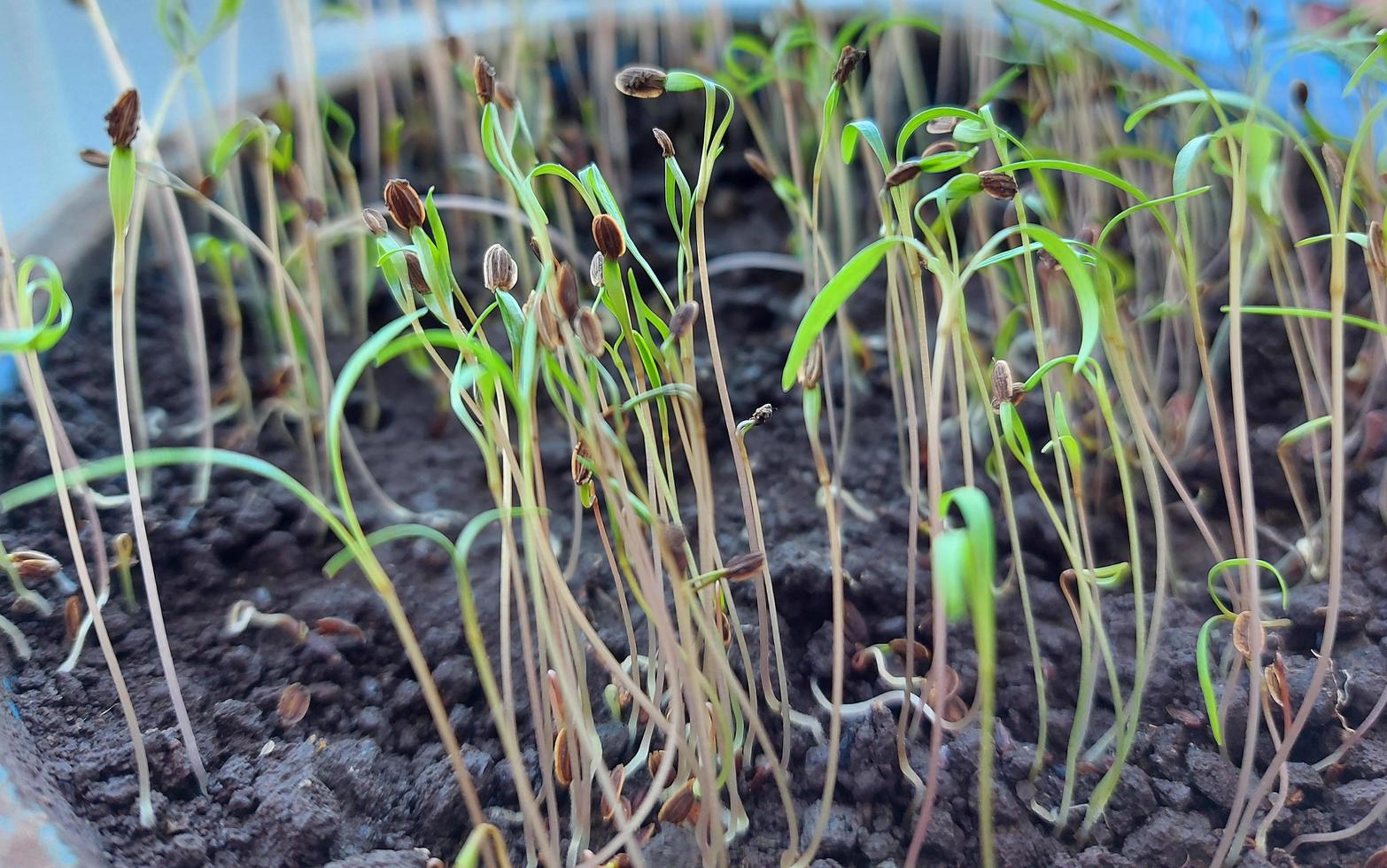 dill sprout in the soil. spring, seedlings, home garden. photo