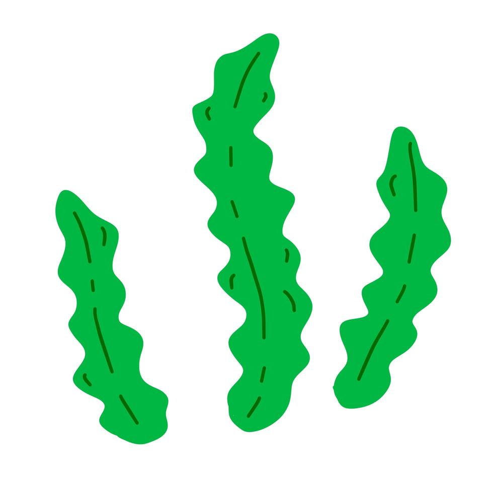 Kelp. Sea cabbage. Green leaves of laminaria. vector