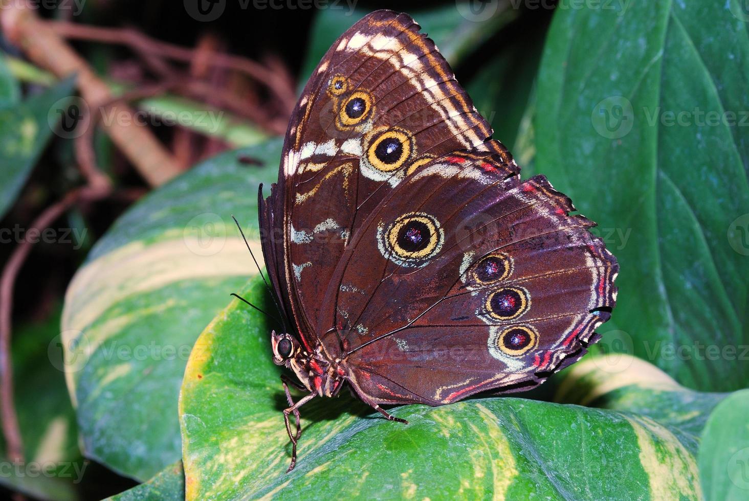 big brown butterfly photo