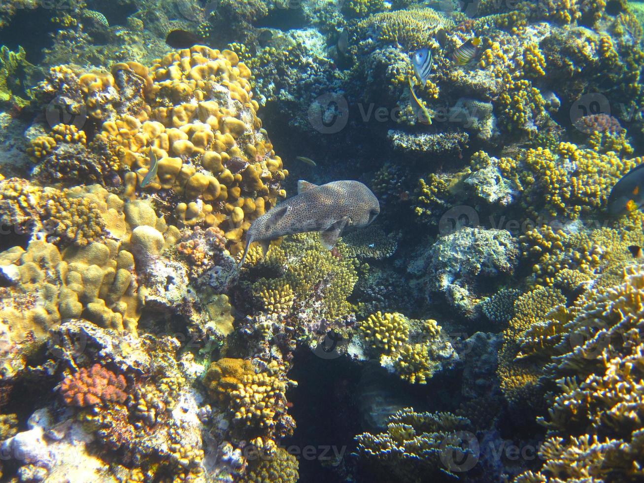 peces entre corales de colores foto