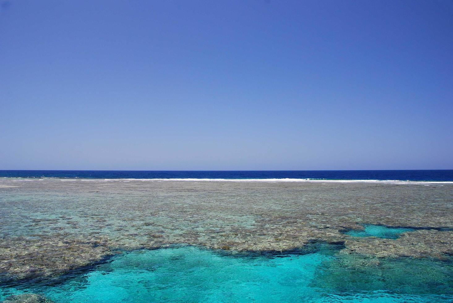 huge species rich colorful coral reef at the sea photo