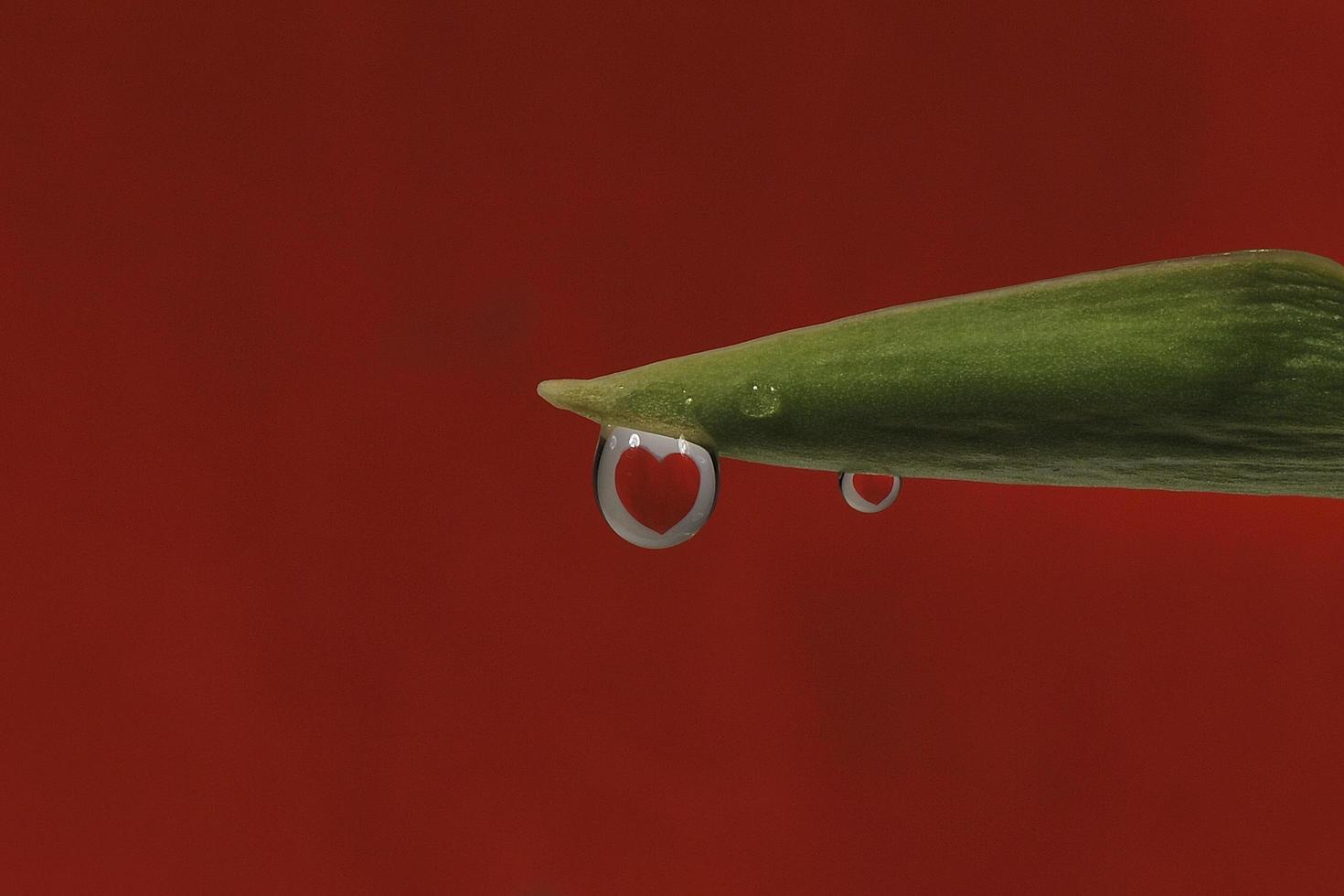 red heart reflected in water drops hanging on tulip photo